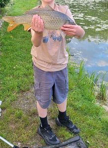Common Carp
