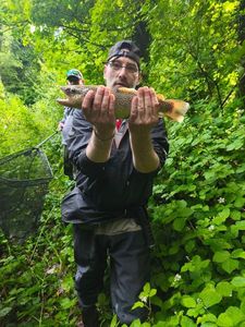 Cutthroat Trout