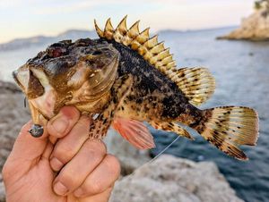 Brown Scorpionfish