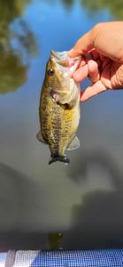 Largemouth Bass