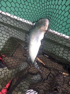 Rainbow Trout