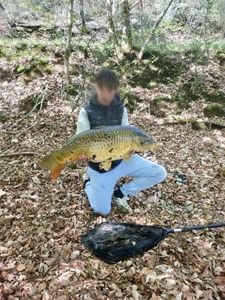 Common Carp