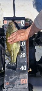 Largemouth Bass