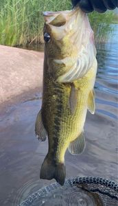 Largemouth Bass