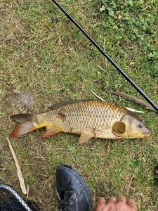 Common Carp