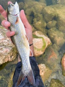 Brook Trout