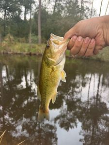Largemouth Bass