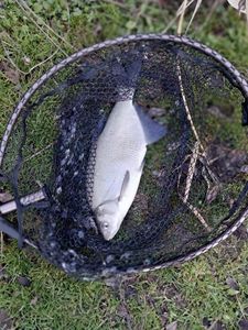 Common Bream