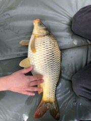 Common Carp