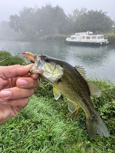 Smallmouth Bass