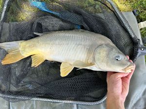Mirror Carp