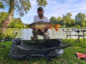 Common Carp