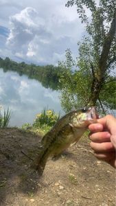 Smallmouth Bass