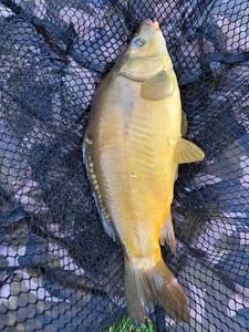 Leather Carp