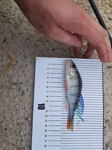 European Perch