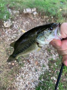 Largemouth Bass