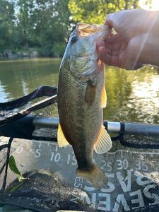 Largemouth Bass