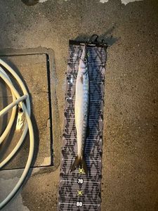 Yellowmouth Barracuda