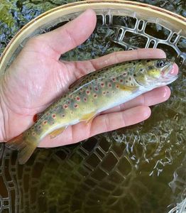 Brown Trout