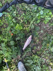 Rainbow Trout
