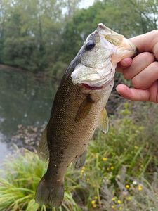 Black Bass (Achigan à Grande Bouche)