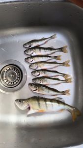 European Perch