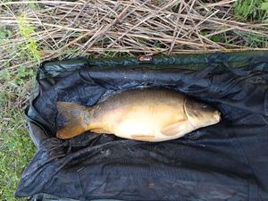 Mirror Carp