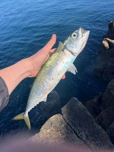 Chub Mackerel