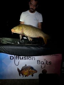 Common Carp