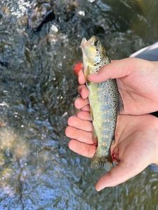 Brown Trout