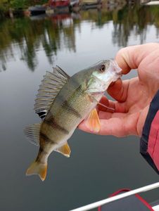 European Perch