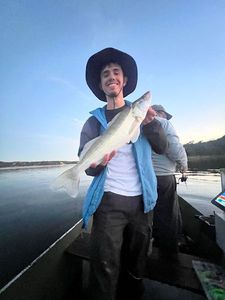 Zander
