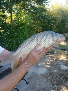 Common Carp