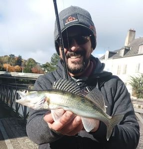 Zander