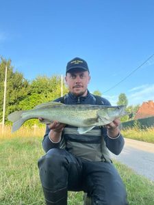 Zander