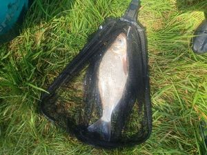 Common Bream