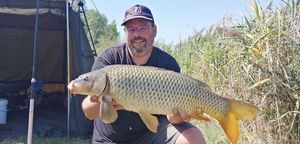 Common Carp