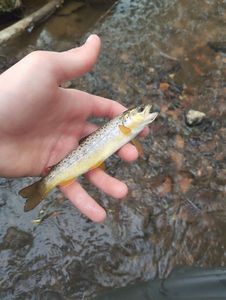 Brown Trout