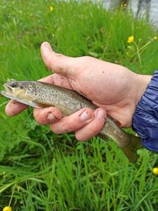 Brown Trout