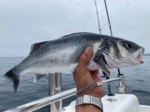 European Bass (Seabass)