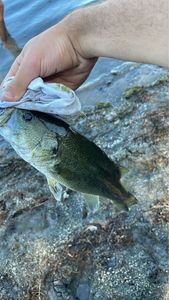Largemouth Bass