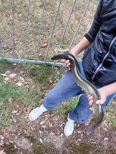 European Eel (Common Eel)