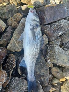 European Bass (Seabass)