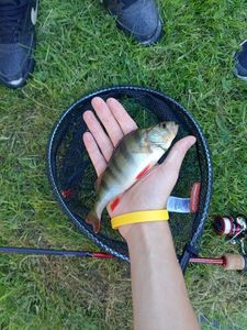 European Perch