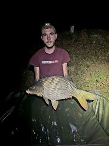 Common Carp