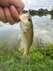 Largemouth Bass