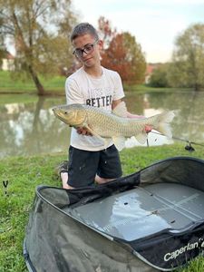 Grass Carp