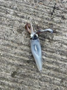 European Squid