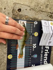 European Perch