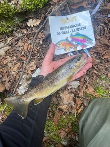 Brown Trout